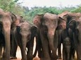 Wasgamuwa National Park Shared Safari