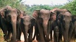 Wasgamuwa National Park Shared Safari