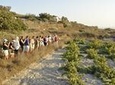 Santorini Wine Tasting and History Small Group Tour
