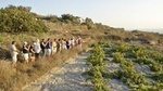 Santorini Wine Tasting and History Small Group Tour