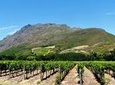 Stellenbosch Winelands Guided Half Day Cycle Tour