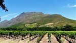 Stellenbosch Winelands Guided Half Day Cycle Tour