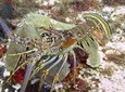Cozumel diving