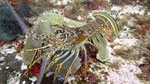 Cozumel diving