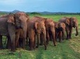 Udawalawe National Park Safari trip from Galle/Mirissa/Ella