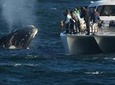 Hermanus Whale Watching Shared Boat Trip and Private Wine Tour from Cape Town