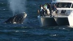 Hermanus Whale Watching Shared Boat Trip and Private Wine Tour from Cape Town