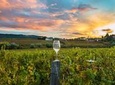 Private Full-Day Wine Country Tour from San Francisco - 8 Hours
