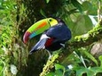 Birdwatching Tour at Mistico Arenal Hanging Bridges Park