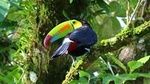 Birdwatching Tour at Mistico Arenal Hanging Bridges Park