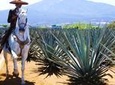 Full-Day Toriles and Tequila from Puerto Vallarta with Tequila Tasting