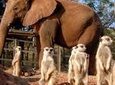 Elephant Sanctuary Tour from Johannesburg or Pretoria