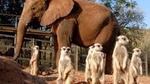 Elephant Sanctuary Tour from Johannesburg or Pretoria