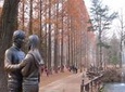 Full Day Nami Island and Garden of Morning Calm Tour from Seoul