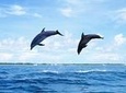 Full-Day Swimming with Dolphins and Casela Nature Park Tour in Mauritius
