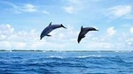 Full-Day Swimming with Dolphins and Casela Nature Park Tour in Mauritius
