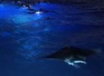 Guaranteed Manta Ray Night Snorkel