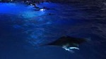 Guaranteed Manta Ray Night Snorkel