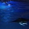 Guaranteed Manta Ray Night Snorkel