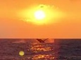 Guaranteed Whale Watch in Kona