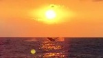 Guaranteed Whale Watch in Kona