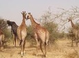 Half-Day Somone Lagoon and Bandia Park Safari from Dakar