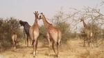Half-Day Somone Lagoon and Bandia Park Safari from Dakar
