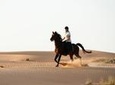 Horseback Riding in Dubai Desert