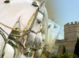 Jerez Historic Guided Tour with Horse Show