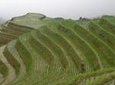 One Day Private Longshen Rice Terraces Tour Including Lunch