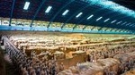 Private Day Tour: Terracotta Warriors, Small Wild Goose Pagoda, City Wall and Muslim Quarter