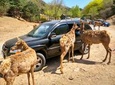 Beijing Badaling Wildlife Park & Juyongguan Great Wall Private Tour