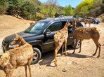 Beijing Badaling Wildlife Park & Juyongguan Great Wall Private Tour