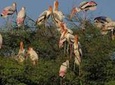 Private Day Trip to Keoladeo National Park from New Delhi