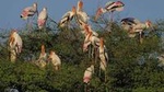 Private Day Trip to Keoladeo National Park from New Delhi