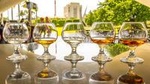 Rum Tasting Tour - Casa BACARDÍ Puerto Rico