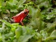 Selvatura Park: Herpetarium Tour in Monteverde