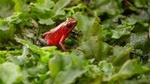 Selvatura Park: Herpetarium Tour in Monteverde