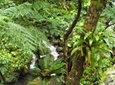 St Kitts Rainforest Tour