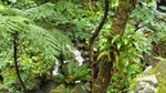 St Kitts Rainforest Tour