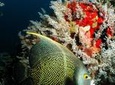 St Lucia Certified Scuba Diving Tour