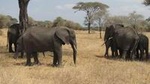 Tarangire National Park: Guided Day Tour from Arusha