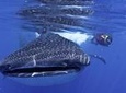 Whale Shark Swimming Adventure in Cancun - Seasonal June/Sept