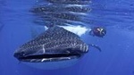 Whale Shark Swimming Adventure in Cancun - Seasonal June/Sept