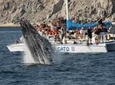 Whale Watching Tour in Los Cabos Aboard the Pez Gato