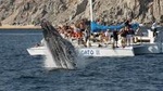 Whale Watching Tour in Los Cabos Aboard the Pez Gato