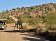 3-Hour Private Game Drive of Pilanesberg National Park