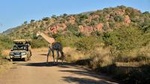 3-Hour Private Game Drive of Pilanesberg National Park