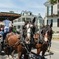 Daytime Carriage Tour of Historic Charleston