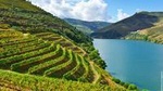 Douro Valley Small Group Tour: Visit Three Wineries with Wine Tastings and Lunch